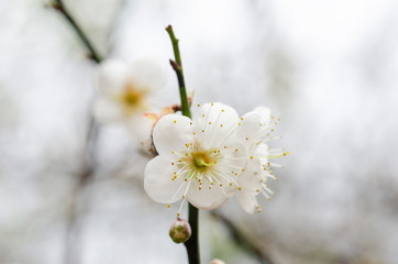 White peach flower, blur with blurred pattern background