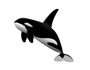 young killer whale © Николай Шитов