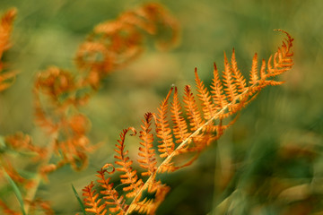 Golden fern in the forest