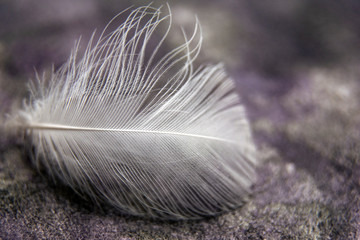 Feather. Soft pastel detail of design,chicken feather texture,white fluffy twirled on transparent background wallpaper Abstract.