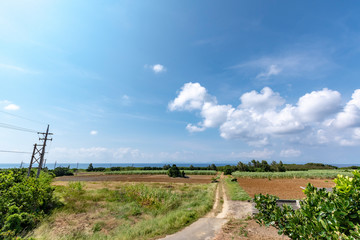 沖縄　波照間島のサトウキビ畑