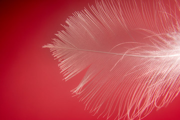 White feather lies in the center on a red background