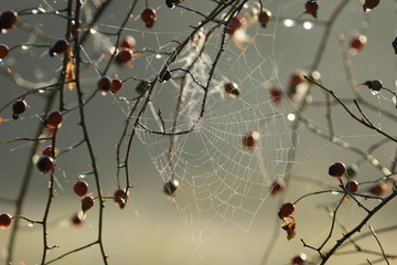 Rose hip fruit with dew drops in morning