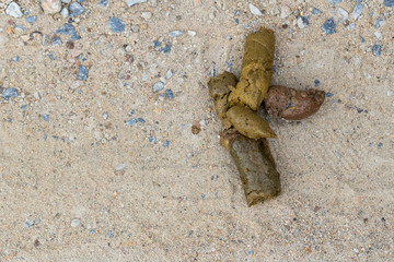 Dog golden poop on the street.Close up feces, background of dog poop on the soil ground.dog feces on gravel floor. shit dog on cement floor and Fly.