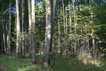 trees in the autumn park
