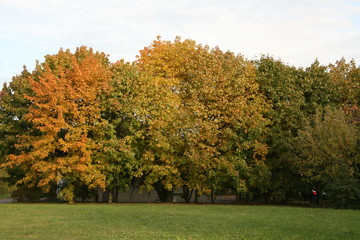 autumn in the park