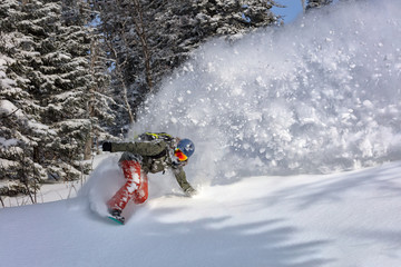 female snowboarder curved and brakes spraying loose deep snow on the freeride slope. downhill with...