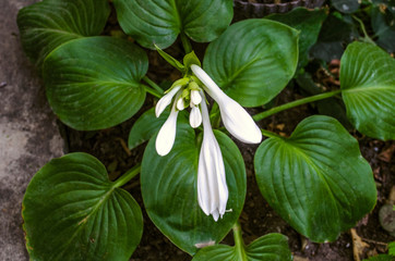 Hosta flower with blooming and gently smelling at night white buds grow from the middle of a bush with large green leaves in the garden