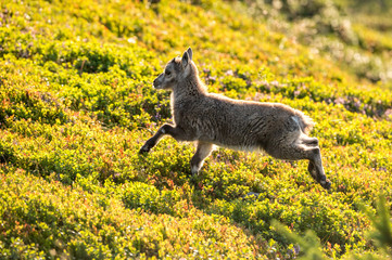 Steinbock Jungtier auf Alpwiese