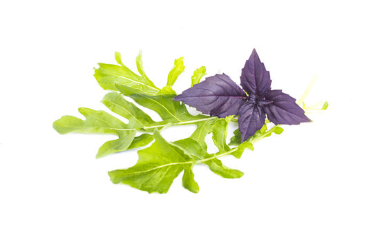 Fresh organic green rukkola, rucola or arugula and violet basil, heap, salad leaves, vegetarian food, close-up, isolated on white background