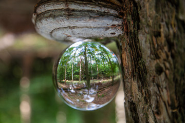 Glaskugel im Wald auf dem Kopf Welt umgedreht Blick durch die Kugel