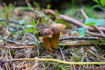 Podgrzybki rosnące w lesie © SebbPL