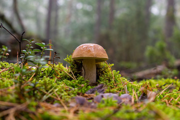 Grzyb Koźlak © SebbPL