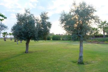 Fototapeta na wymiar Olive trees in the park, natural landscape.