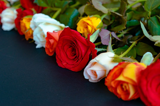 Line of colorful roses on dark background. Event design style. Romantic atmospheric photo of flowers