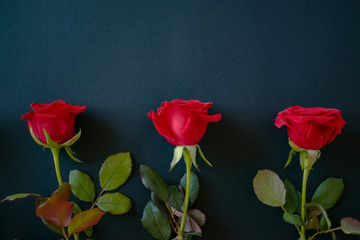 Three red roses laid out in a row. Event design style. Romantic atmospheric photo of flowers