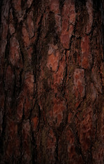 Pine bark texture. Dark wood background. Tree close up. Nature backdrop. 