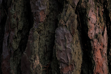Pine bark texture. Dark wood background. Tree close up. Nature backdrop. 