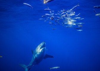 Fototapeta premium Great White Shark, Cage Diving, Guadalupe Island, Isla Guadalupe, White Shark