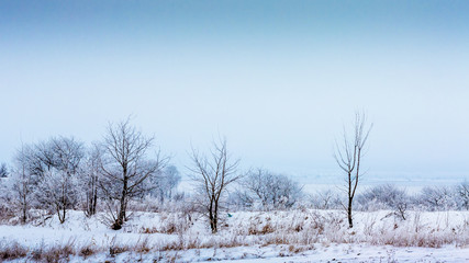 Winter landscape with snow-covered trees in a row_