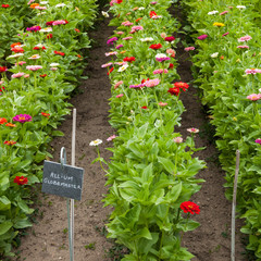 Alignement de fleurs de zinnias