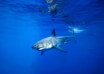Fotobehang Grote witte haai, kooiduiken, eiland Guadalupe, Isla Guadalupe, witte haai © Sasha
