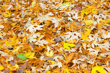 Autumn yellow leaves spilled out into the ground
