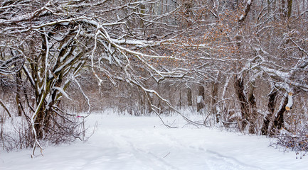 Winterlandschap met besneeuwde bomen in het forest_