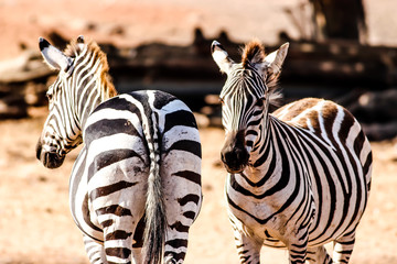 zebras from the back and front