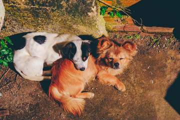 Dogs are sleeping at backyard of a coffee shop in Da Lat, Vietnam. Royalty high-quality stock photo image of animal.