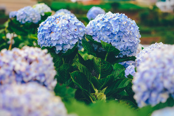 Hydrangea  flower with soft selective focus and soft background. Royalty high-quality stock photo image macro photography of hydrangea flower isolated on nature background. 
