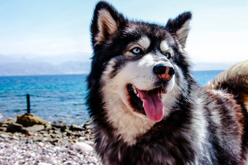beautifull siberian-husky by the beach