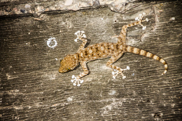 fan fingerd gecko on a tree