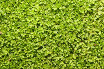 Obraz premium Closeup fresh Star/Cement moss, rolled-leaf wet-ground moss (Hyophila involuta) background, common found on wet rock, brick, stone, floor at home and garden 