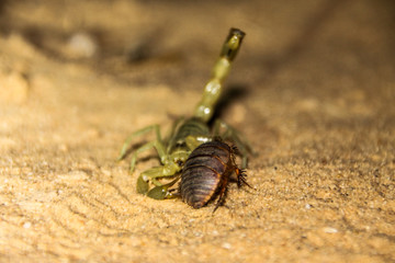 Roach cought by scorpion