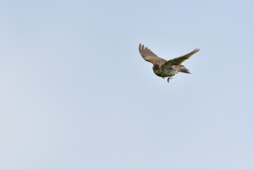 Singende Feldlerche im Flug	