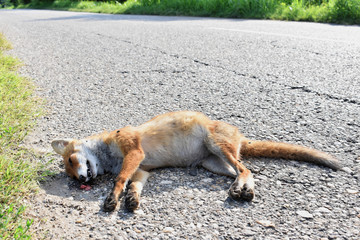 Dead fox on the road hit by car - Animal protection   