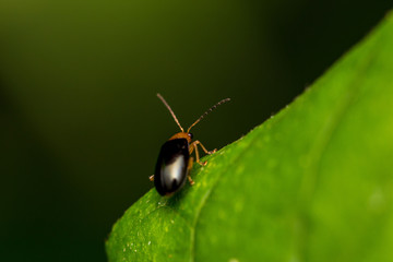 bug on a leaf
