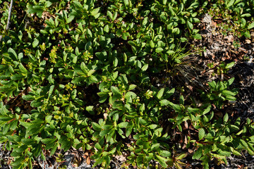 Obraz premium Direct top view of the land surface covered with vegetation.