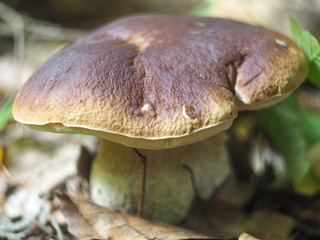 Boletus edulis in the forest closeup