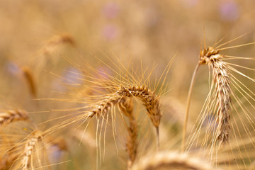 ears of wheat