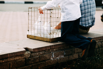 Little boy with white doves