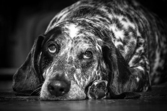 Cute Dog