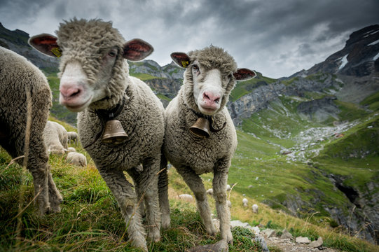 funny portrait of a sheep high above Oeschinensee near Kandersteg