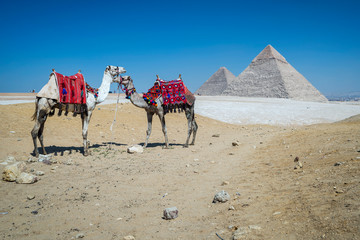 Camel tours around the pyramids of Giza, Cairo, Egypt