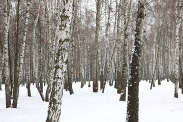 Black and white birch trees with birch bark in birch forest among other birches in winter in snow