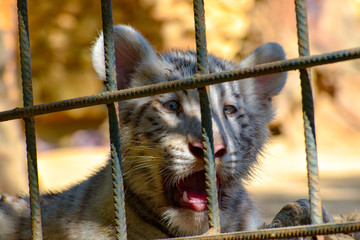 White tiger