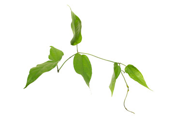 Laurel clockvine, Blue trumphet vine leaves,Thunbergia laurifolia Lindl. isolated on white background.