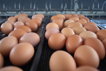 Egg on size sorting by farmer.