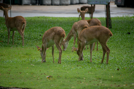 Group of Eld's deer, Thamin, Brow-antlered deer in Zoologigal Park, Thailand